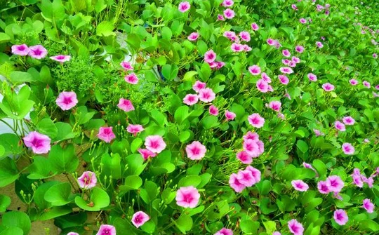 Hoa muống biển