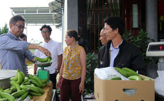 Chuối tiến vua mở đường sang Nhật