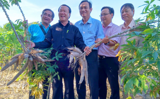 An Giang: Tham gia vào mô hình liên kết, nông dân được hưởng "lợi kép" khi thu hoạch