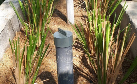 Cỏ Vetiver xử lý ô nhiễm tại bãi rác lớn nhất thành phố Đà Nẵng