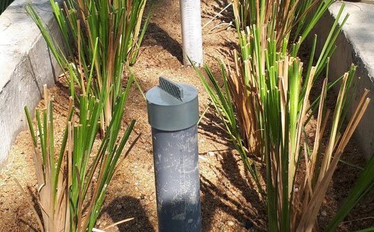Cỏ Vetiver xử lý ô nhiễm tại bãi rác lớn nhất thành phố Đà Nẵng