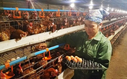 Hướng đi nào cho ngành chăn nuôi trong EVFTA