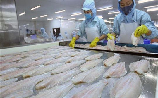 Không để thương hiệu cá tra Việt bị ảnh hưởng lợi nhuận do dịch bệnh