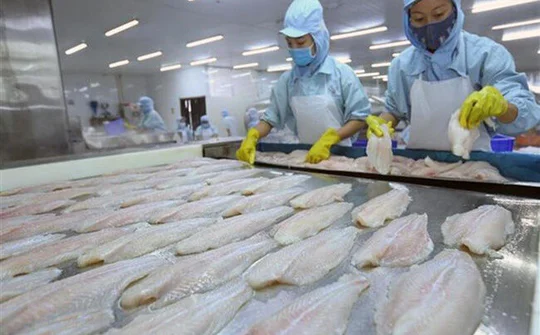 Không để thương hiệu cá tra Việt bị ảnh hưởng lợi nhuận do dịch bệnh