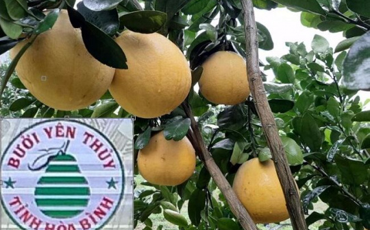 Bưởi Yên Thủy (Hòa Bình) - Khẳng định thương hiệu, nâng cao giá trị trên thị trường