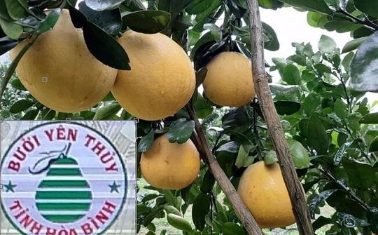 Bưởi Yên Thủy (Hòa Bình) - Khẳng định thương hiệu, nâng cao giá trị trên thị trường