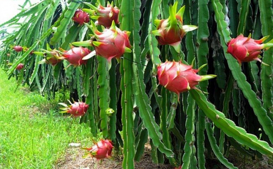 Kiến nghị hỗ trợ tiêu thụ nông sản khi xuất khẩu khó khăn bởi nCoV