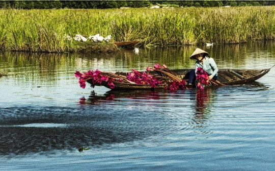 Bãi sậy – Sông Đầm: Vẻ đẹp kỳ bí được thiên nhiên ban tặng cho TP Tam Kỳ, Quảng Nam