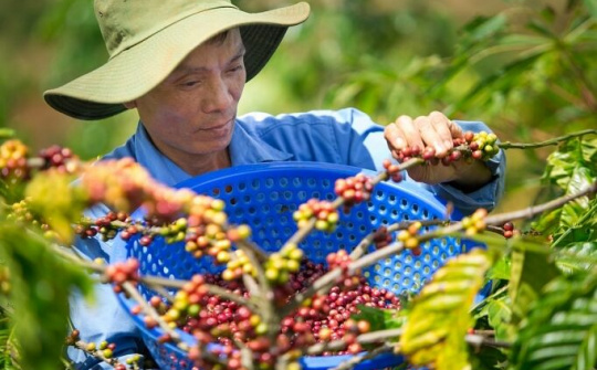 Hướng đi giúp cho xuất khẩu cà phê bền vững