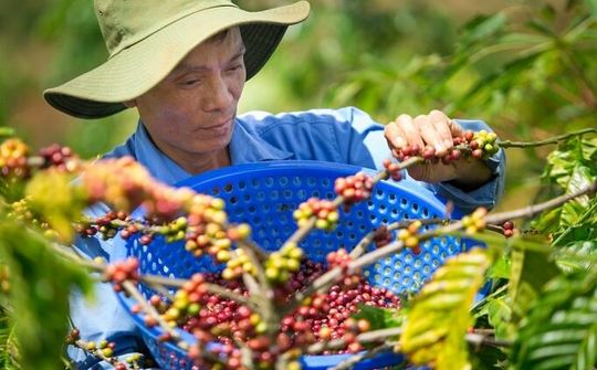 Hướng đi giúp cho xuất khẩu cà phê bền vững