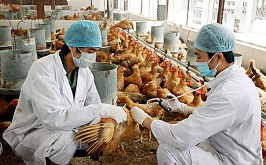 Thủ tướng ra chỉ thị quyết liệt phòng chống dịch bệnh gia súc, gia cầm