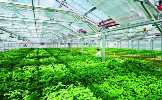 Nâng cao hiệu quả hoạt động các công ty nông, lâm nghiệp