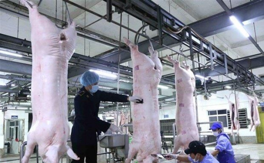 Đẩy mạnh nhập khẩu để kiểm soát giá thịt lợn trên thị trường