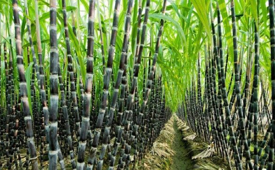 Tháo gỡ khó khăn cho ngành mía đường