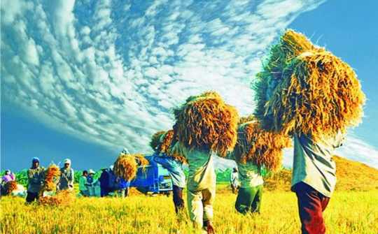 Đảm bảo an ninh lương thực, đẩy mạnh xuất khẩu