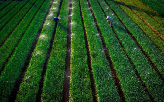 Nông nghiệp Nghệ An trong hành trình cơ cấu lại để phát triển