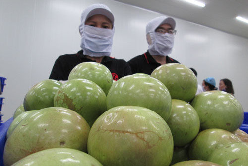 Tìm cách hồi phục con đường xuất khẩu nông sản