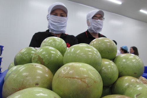 Tìm cách hồi phục con đường xuất khẩu nông sản