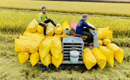 Lý do nào khiến Trung Quốc tăng mua nhiều gạo từ Việt Nam