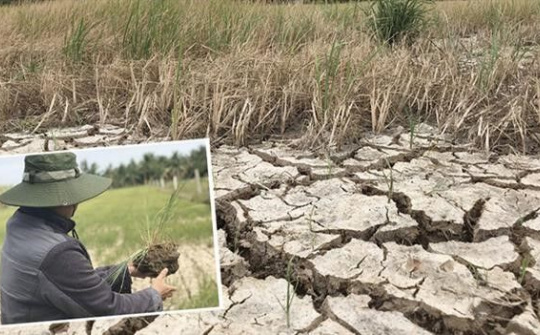 Tình hình hạn hán và xâm nhập mặn đang diễn ra ở mức đáng báo động