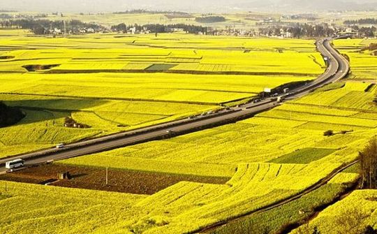 Tín hiệu vui cho nông dân trồng lúa