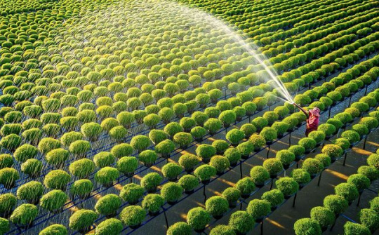 Để thị trường bất động sản nông nghiệp Việt Nam phát triển bền vững