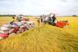 Việt Nam chính thức tạm ngừng xuất khẩu lúa gạo để đảm bảo lương thực trong đại dịch toàn cầu