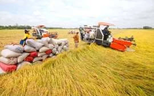 Việt Nam chính thức tạm ngừng xuất khẩu lúa gạo để đảm bảo lương thực trong đại dịch toàn cầu