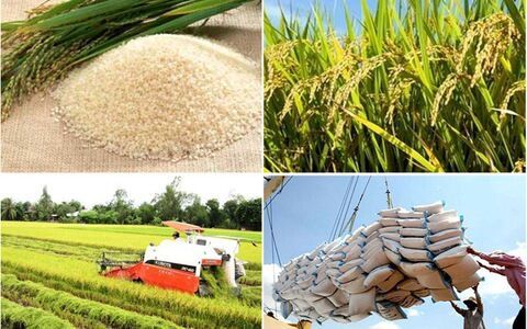 Thị trường lúa gạo không những đáp ứng đủ nhu cầu trong nước mà còn có thể xuất khẩu ra nước ngoài
