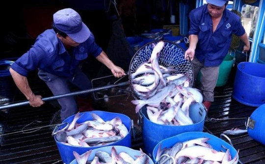 Cùng doanh nghiệp cá tra tạo cơ hội mở rộng, tìm kiếm thị trường mới