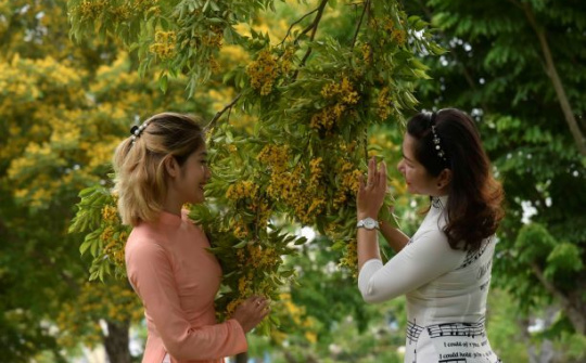 Tam Kỳ - Thành phố hoa sưa