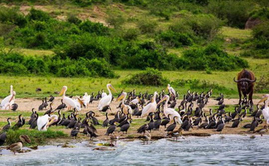 Từ bỏ thói quen ăn động vật hoang dã, chặn nguy cơ lây truyền dịch bệnh