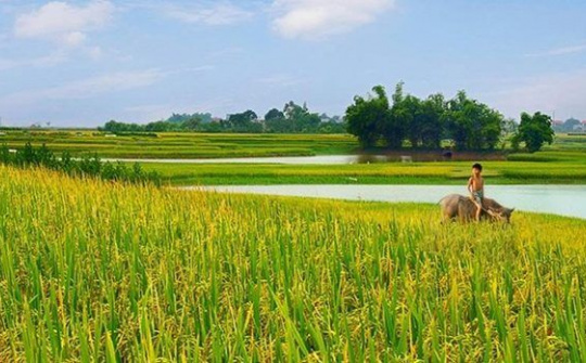 Đề xuất tiếp tục miễn thuế sử dụng đất nông nghiệp