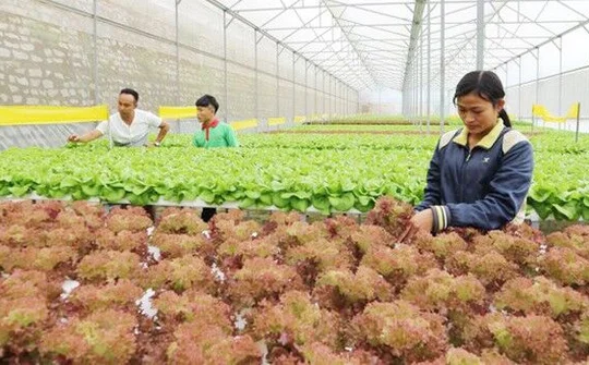 Quảng bá và xây dựng thương hiệu Việt