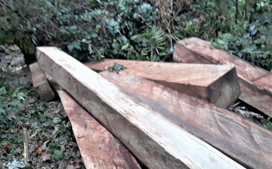 Phát hiện vụ phá rừng cộng đồng quy mô lớn tại huyện M’Đrắk - Đăk Lăk