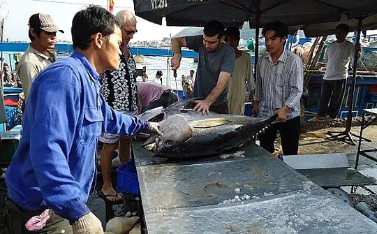 Nhật Bản ưa chuộng cá ngừ Việt Nam xuất khẩu sang