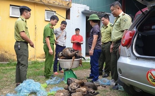 Thủ tướng yêu cầu soạn thảo chỉ thị nghiêm cấm buôn bán, tiêu thụ động vật hoang dã