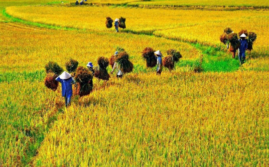 Xuất khẩu gạo nhưng không để tình trạng thiếu lương thực