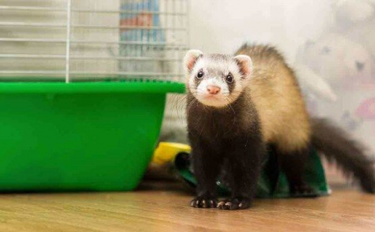 Chồn sương được thử nghiệm vắcxin phòng COVID-19