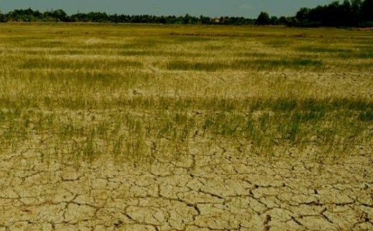 Chính phủ hỗ trợ 500 tỷ đồng cho ĐBSCL kiểm soát hạn mặn