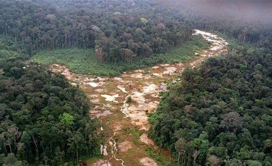 Rừng Amazon tiếp tục bị tàn phá nghiêm trọng trong mùa Covid-19