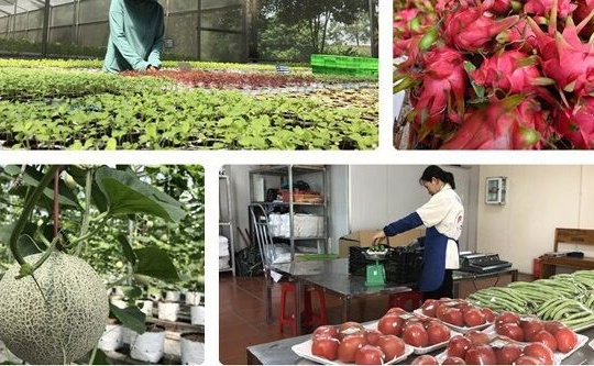 Thúc đẩy thương mại nông sản Việt – Trung giữa đại dịch