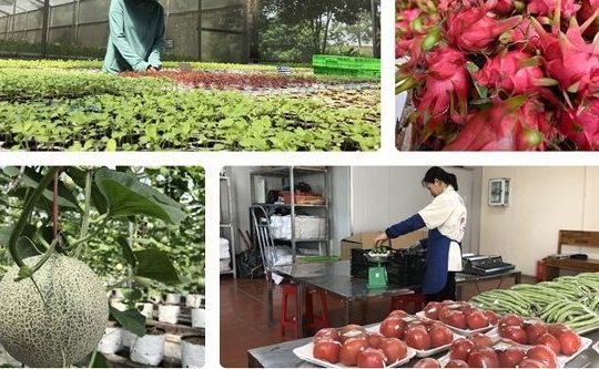 Thúc đẩy thương mại nông sản Việt – Trung giữa đại dịch