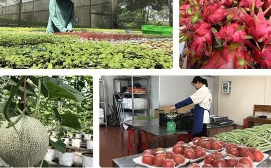 Thúc đẩy thương mại nông sản Việt – Trung giữa đại dịch