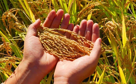 Điều tiết linh hoạt để đảm bảo an ninh lương thực quốc gia