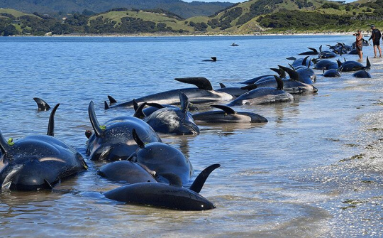 Đại dương nóng lên chưa từng thấy giữa đại dịch