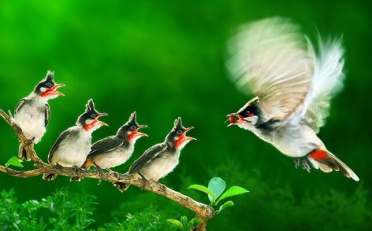 Việt Nam đoạt giải Vàng tại cuộc thi ảnh quốc tế