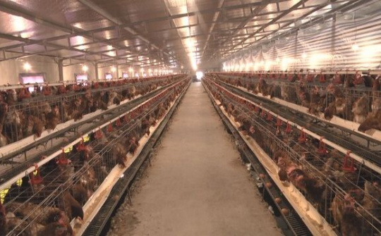 Thanh niên khởi nghiệp với mô hình cho gà nghe nhạc thu về tiền tỉ