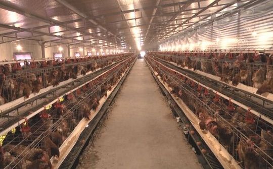 Thanh niên khởi nghiệp với mô hình cho gà nghe nhạc thu về tiền tỉ