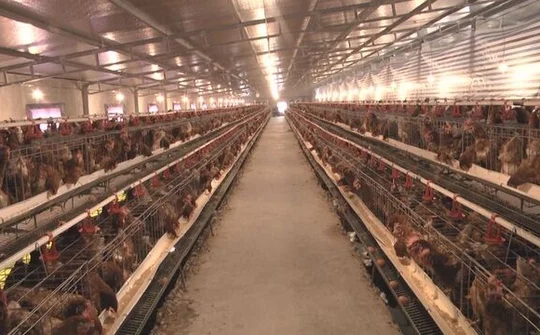 Thanh niên khởi nghiệp với mô hình cho gà nghe nhạc thu về tiền tỉ